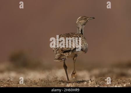 Houbara Bustard ist ein ikonischer Vogel der Kanarischen Inseln, wo die halbariden Sandebenen ideal für die Zucht sind. Stockfoto