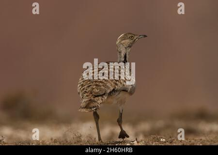 Houbara Bustard ist ein ikonischer Vogel der Kanarischen Inseln, wo die halbariden Sandebenen ideal für die Zucht sind. Stockfoto