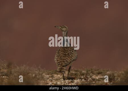 Houbara Bustard ist ein ikonischer Vogel der Kanarischen Inseln, wo die halbariden Sandebenen ideal für die Zucht sind. Stockfoto