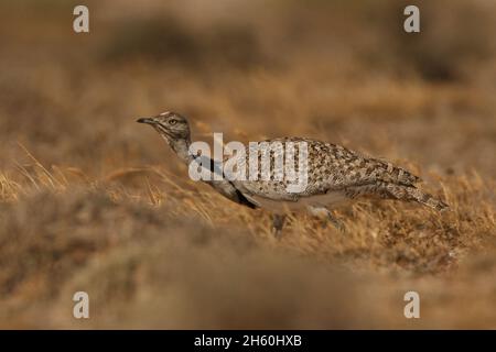 Houbara Bustard ist ein ikonischer Vogel der Kanarischen Inseln, wo die halbariden Sandebenen ideal für die Zucht sind. Stockfoto