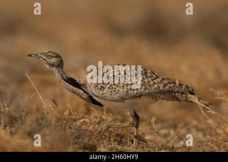 Houbara Bustard ist ein ikonischer Vogel der Kanarischen Inseln, wo die halbariden Sandebenen ideal für die Zucht sind. Stockfoto