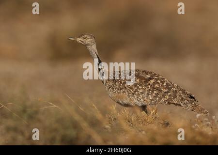 Houbara Bustard ist ein ikonischer Vogel der Kanarischen Inseln, wo die halbariden Sandebenen ideal für die Zucht sind. Stockfoto