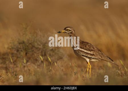 Die auf den Kanarischen Inseln lebende Population von Steinkrähen ist sehr gesund und es gibt große Herden, die vor der Zucht gesehen werden. Der semi-trocken Lebensraum ist ideal für Stockfoto