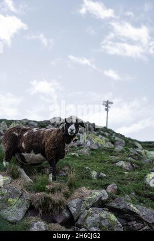 Ein Schaf in den Bergen Südtirols Stockfoto