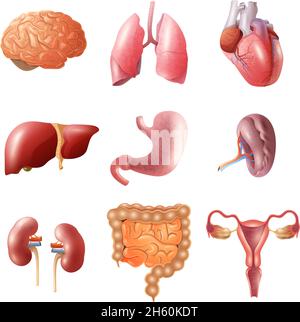 Verschiedene flache menschliche Organe mit Gehirn Herz Lunge Magen eingestellt Eingeweide Nieren isoliert auf weißem Hintergrund Vektor-Illustration Stock Vektor