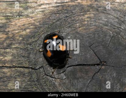 Die Kiefern- oder 4-Punkt-Marienkäfer hat in der Regel 4 rote Flecken auf dem Flügeldecken (Flügelgehäuse) mit 2 größeren kommaförmigen Frontflecken. Sie bevorzugen Nadelbäume Stockfoto