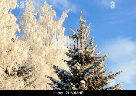 Frost und schneebedeckte Fichte (Picea abies) und Birken (Betula pendula) vor blauem Himmel. Stockfoto