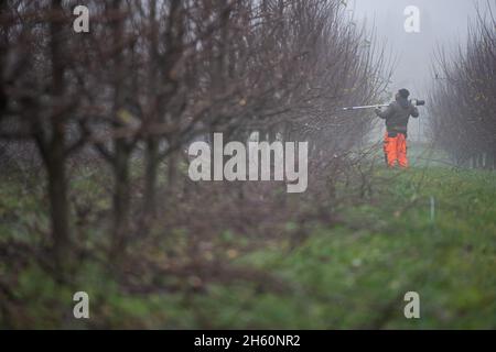 Mainz, Deutschland. November 2021. Robert schneidet in einem Obstgarten Triebe von Pflaumenbäumen. Quelle: Sebastian Gollnow/dpa/Alamy Live News Stockfoto