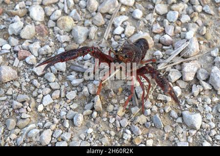 Rote Krabben, amerikanische Krebse, amerikanische Krabben, Procambarus clarkii, seine kulinarische Verwendung, Kochen, Stockfoto