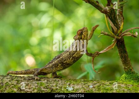 Grobes Chamäleon - Trioceros rudis, wunderschön gefärbte Eidechse aus afrikanischen Wäldern, Mgahinga, Uganda. Stockfoto