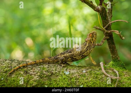 Grobes Chamäleon - Trioceros rudis, wunderschön gefärbte Eidechse aus afrikanischen Wäldern, Mgahinga, Uganda. Stockfoto