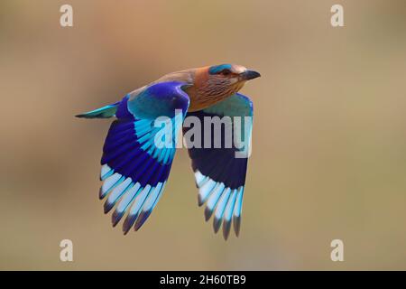 Ein erwachsener Indian Roller (Coracias benghalensis) im Flug, der seine bunten Flügel zeigt, im Tadoba-Andhari Tiger Reserve, Maharashtra, Indien Stockfoto