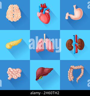 Menschliche innere Organe mit Gehirn Herz Magen Bauchspeicheldrüse Darm eingestellt Lunge Nieren und Leber isoliert Vektor-Illustration Stock Vektor