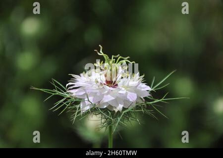 Nigella damascena weiße Blume auf grünem Hintergrund, Love-in-a-Mist, zerlumpte Dame oder Teufel im Busch, ist eine jährlich blühende Gartenpflanze, die zu t Stockfoto