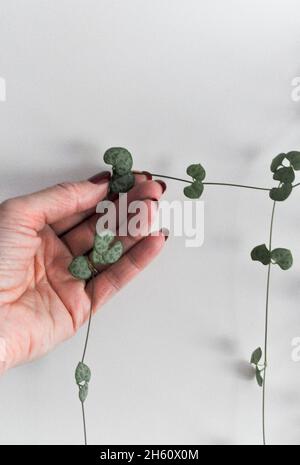 Herzenschnur Zimmerpflanze (Ceropegia woodii) - Nachlaufpflanze. Das Bild zeigt die „Stringes“, die von einer weiblichen Hand gehalten werden Stockfoto