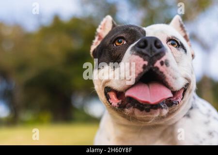 Nahaufnahme eines aufmerksamen amerikanischen Bully-Hundes in einem Park Stockfoto