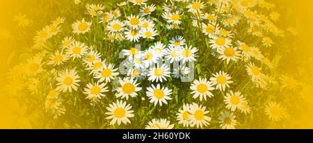Kamille Hintergrund unter der Natur Blumen schöne Szene der Natur mit Kamille in voller Blüte, Kamille, Frühling. Hochwertige Fotos Stockfoto
