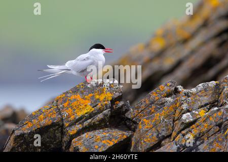 Eine ausgewachsene arktische Seeschwalbe (Sterna paradiesaea), die auf einem Felsen auf der Insel Mousa, Shetland, thront Stockfoto