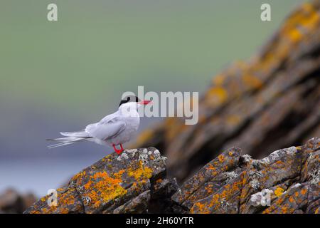 Eine ausgewachsene arktische Seeschwalbe (Sterna paradiesaea), die auf einem Felsen auf der Insel Mousa, Shetland, thront Stockfoto