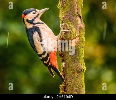 Großartiger Specht im Cotswolds Garden Stockfoto