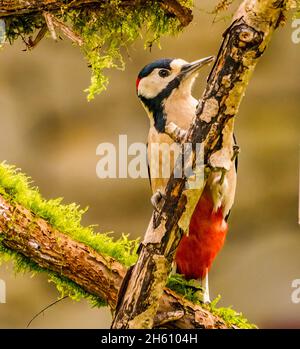 Großartiger Specht im Cotswolds Garden Stockfoto