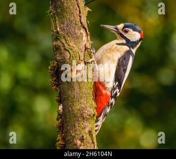 Großartiger Specht im Cotswolds Garden Stockfoto