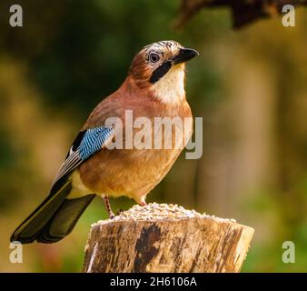 Eurasischer Eichelhäher in Ruhe im Cotswolds Garden Stockfoto