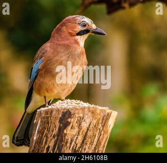 Eurasischer Eichelhäher in Ruhe im Cotswolds Garden Stockfoto