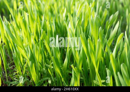 Feld mit Hafersprossen am frühen Morgen. Junge Weizensprossen, Nahaufnahme. Symbol von Ostern in vielen Ländern der Welt. Gesprossene Hafer. Stockfoto