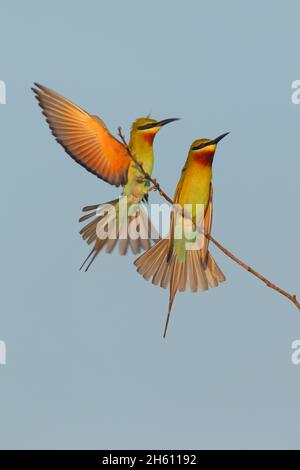 Ein Paar ausgewachsener Blauschwanzbienenfresser (Merops philippinus) im Zuchtgefieder, das auf einem Zweig in Sri Lanka thront Stockfoto