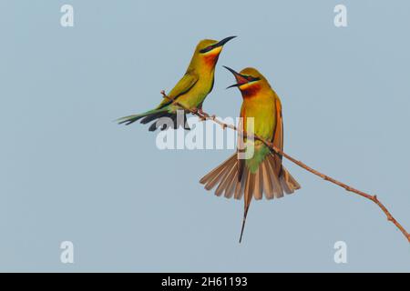 Ein Paar ausgewachsener Blauschwanzbienenfresser (Merops philippinus) im Zuchtgefieder, das auf einem Zweig in Sri Lanka thront Stockfoto