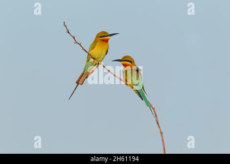 Ein Paar ausgewachsener Blauschwanzbienenfresser (Merops philippinus) im Zuchtgefieder, das auf einem Zweig in Sri Lanka thront Stockfoto