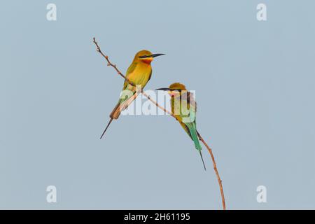 Ein Paar ausgewachsener Blauschwanzbienenfresser (Merops philippinus) im Zuchtgefieder, das auf einem Zweig in Sri Lanka thront Stockfoto