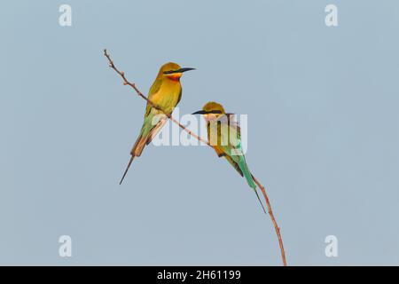 Ein Paar ausgewachsener Blauschwanzbienenfresser (Merops philippinus) im Zuchtgefieder, das auf einem Zweig in Sri Lanka thront Stockfoto