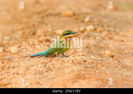 Ein erwachsener Blauschwanzbienenfresser (Merops philippinus) in Brutgefieder, der auf dem Boden in Sri Lanka thront Stockfoto