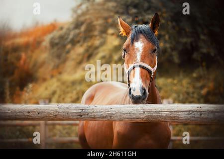 An einem Herbsttag steht auf einem Bauernhof ein süßes, schönes Sauerampfer mit einem Halfter an der Schnauze in einem Fahrerlager mit einem Holzzaun. Landwirtschaft und Livesto Stockfoto