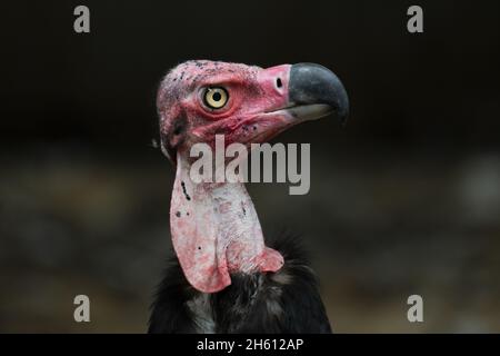 Rotkopfgeier, Sarcogrips calvus, Thailand Stockfoto