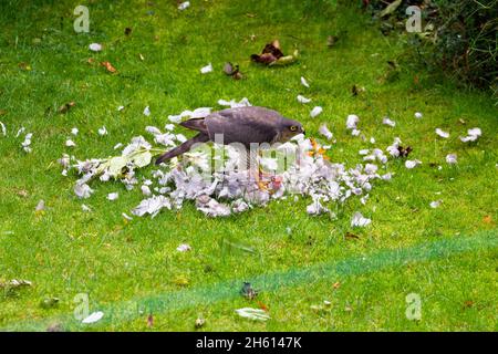 Sparrowhawk saß auf einer toten Taube, umgeben von Federn. Sparrowhawk (Accipiter nisus), der eine Holztaube (Columba palumbus) frisst. Stockfoto