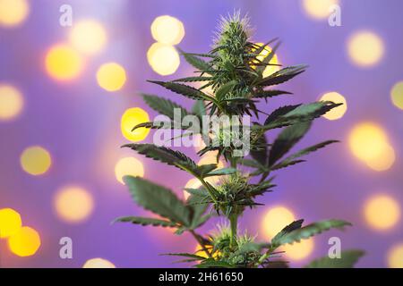 Weihnachts-Cannabispflanze mit gelben Girlande-Lichtern auf dem Hintergrund. Urlaub Marihuana Busch in leuchtenden Bokeh Licht. Frohes neues Jahr und frohe Weihnachten b Stockfoto