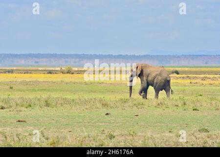 Ein einäugischer Elefant (Loxodonta africana) auf dem Weg über ein Grasland im Amboseli-Nationalpark, Kenia. Stockfoto