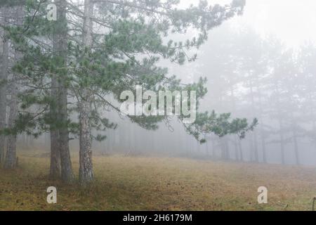 Morgennebel im Hochgebirgswald. Nebelwald von Pinien auf den Bergen. Selektiver Fokus Stockfoto