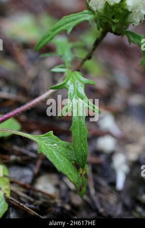 Prunella laciniata, selbstheilende Schnittblätter, Lamiaceae. Wildpflanze im Sommer geschossen. Stockfoto