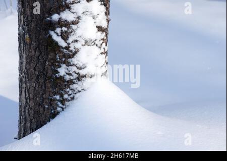 Aspen Baumstamm im Schnee. Stockfoto