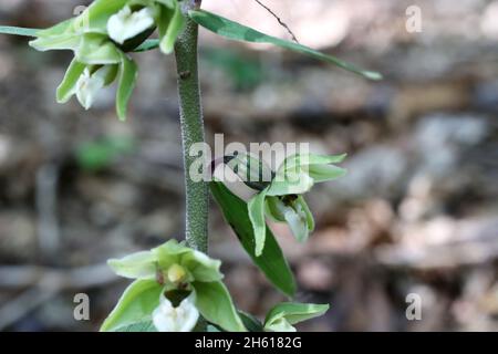 Epipactis purpurata, violettes Helleborin. Orchidaceae. Wildpflanze im Sommer geschossen. Stockfoto