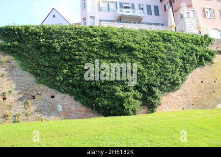 Ivy wächst in Ulm an der Donau auf einer Mauer nieder Stockfoto