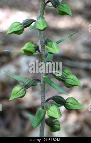 Epipactis purpurata, violettes Helleborin. Orchidaceae. Wildpflanze im Sommer geschossen. Stockfoto