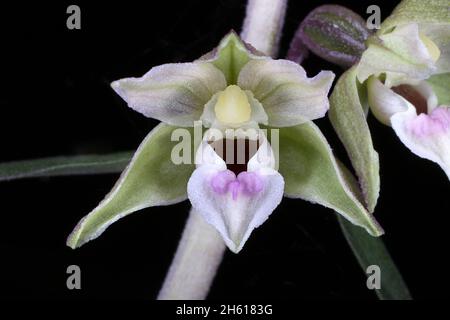 Epipactis purpurata, violettes Helleborin. Orchidaceae. Wildpflanze im Sommer geschossen. Stockfoto