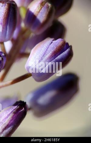 Prospero autumnale, Scilla autumnalis, Asparagaceae. Wildpflanze im Sommer geschossen. Stockfoto