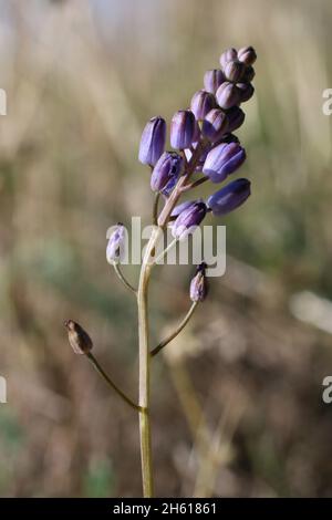 Prospero autumnale, Scilla autumnalis, Asparagaceae. Wildpflanze im Sommer geschossen. Stockfoto