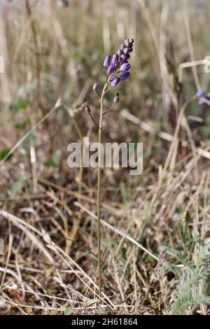 Prospero autumnale, Scilla autumnalis, Asparagaceae. Wildpflanze im Sommer geschossen. Stockfoto